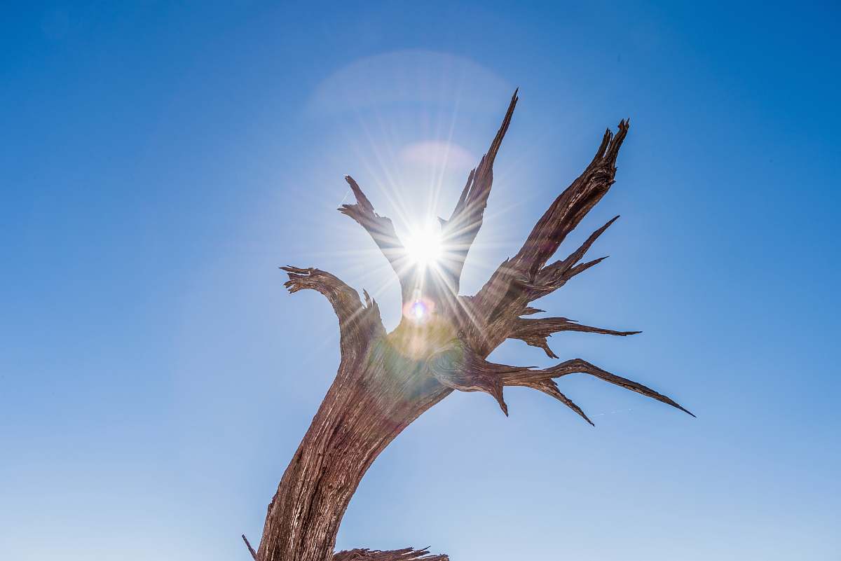 grand canyon national park bare tree dragon